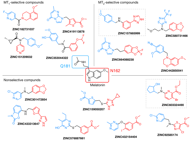 Nature | 从1.5亿分子库中虚拟筛选发现调节昼夜节律的褪黑素受体激动剂