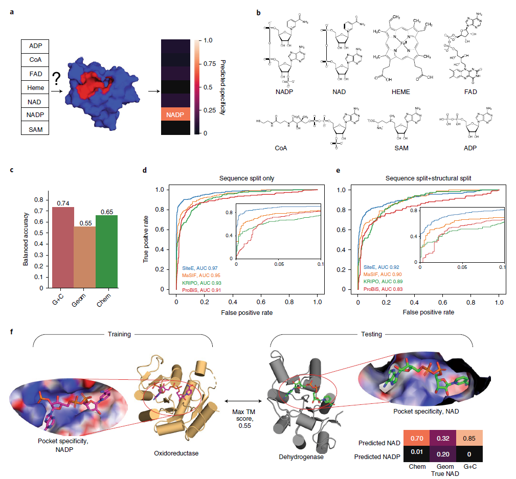 Nature Methods | 基于几何深度学习的蛋白表面相互作用指纹及其应用