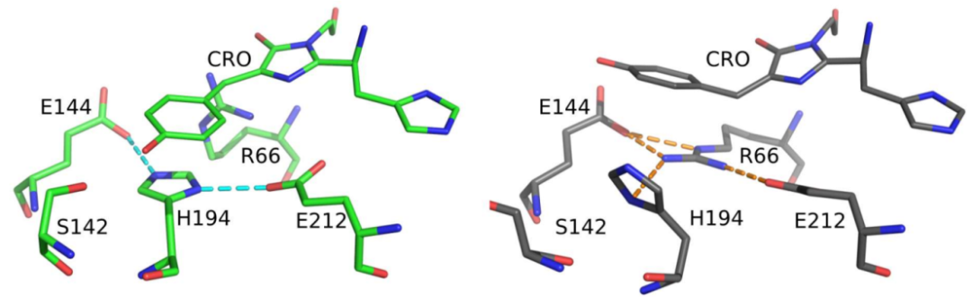 JACS | 分子动力学揭示绿色荧光蛋白mEos4b的发光机制