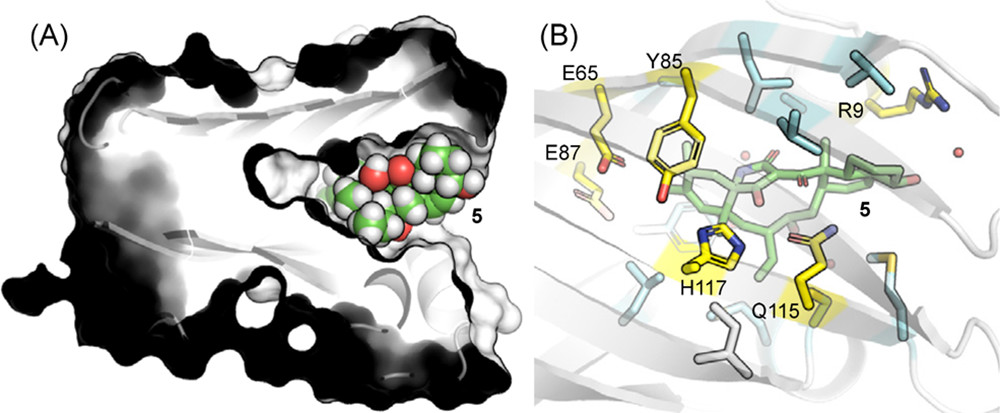 JACS | 量子化学计算揭示D-A环加成酶PyrI4的催化机制